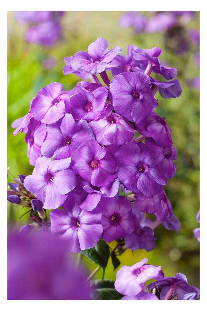 Floks wiechowaty 'Blue Paradise' | Phlox panniculata