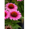 Jeżówka 'SunMagic Vintage Pink' | Echinacea