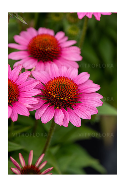 Jeżówka 'SunMagic Vintage Pink' | Echinacea