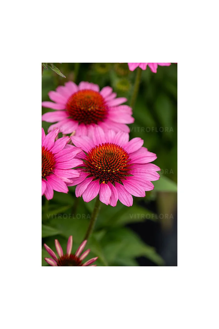 Jeżówka 'SunMagic Vintage Pink' | Echinacea
