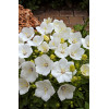 Dzwonek karpacki 'Pearl White' | Campanula carpatica