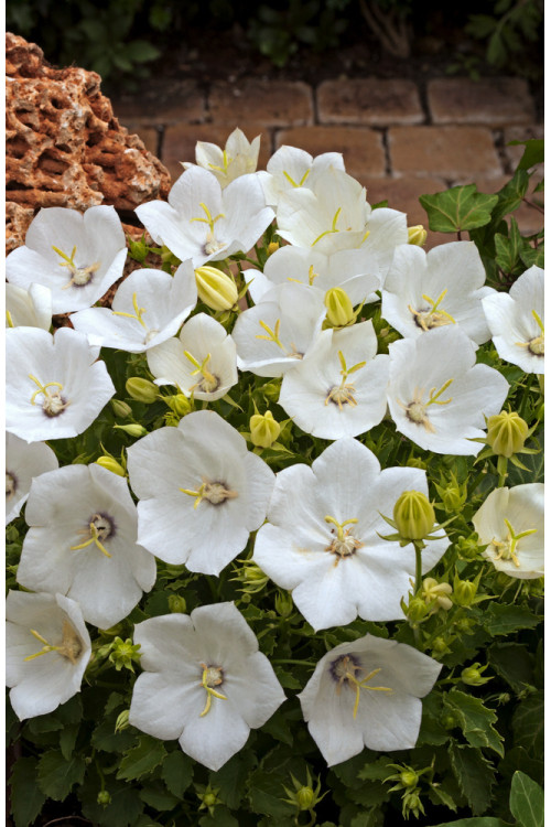 Dzwonek karpacki 'Pearl White' | Campanula carpatica