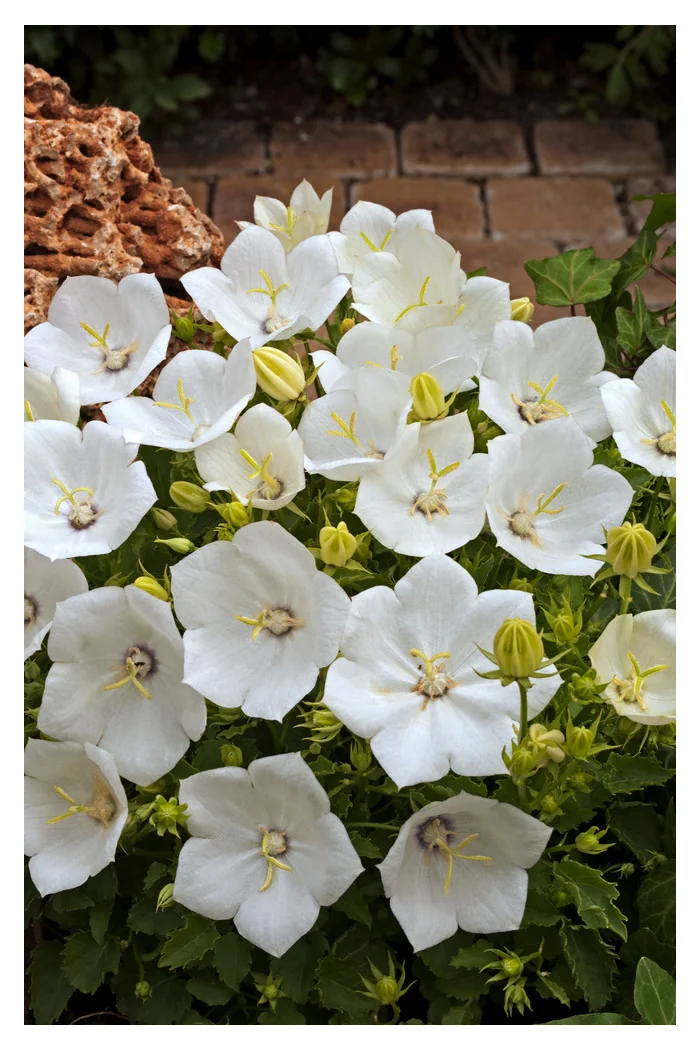Dzwonek karpacki 'Pearl White' | Campanula carpatica