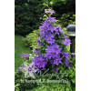 Powojnik 'Mikołaj Kopernik' | Clematis