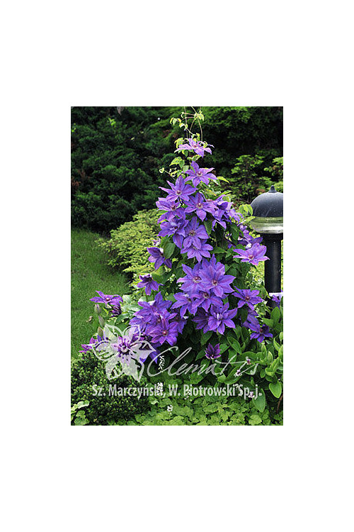 Powojnik 'Mikołaj Kopernik' | Clematis
