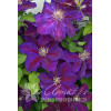 Powojnik 'Julka' Clematis