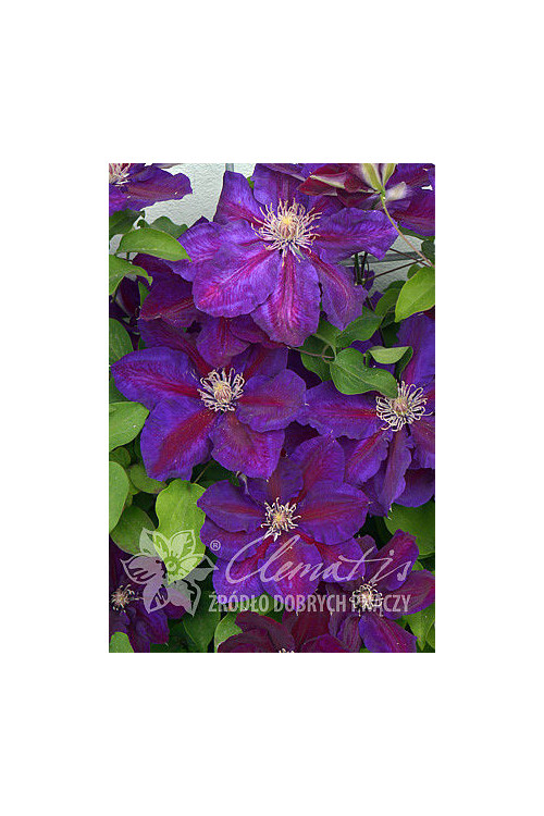 Powojnik 'Julka' Clematis