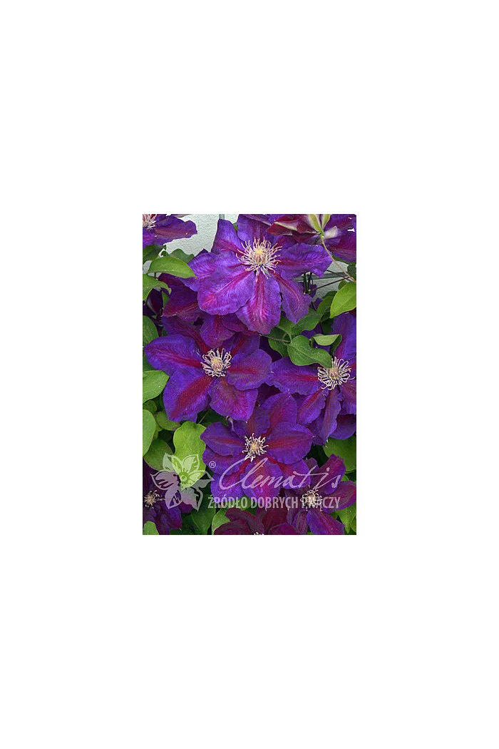Powojnik 'Julka' Clematis