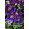 Powojnik 'Julka' Clematis