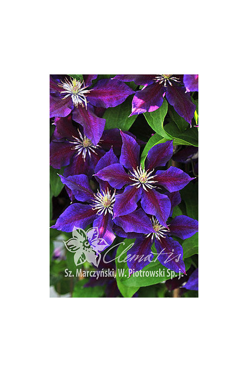 Powojnik 'Julka' Clematis
