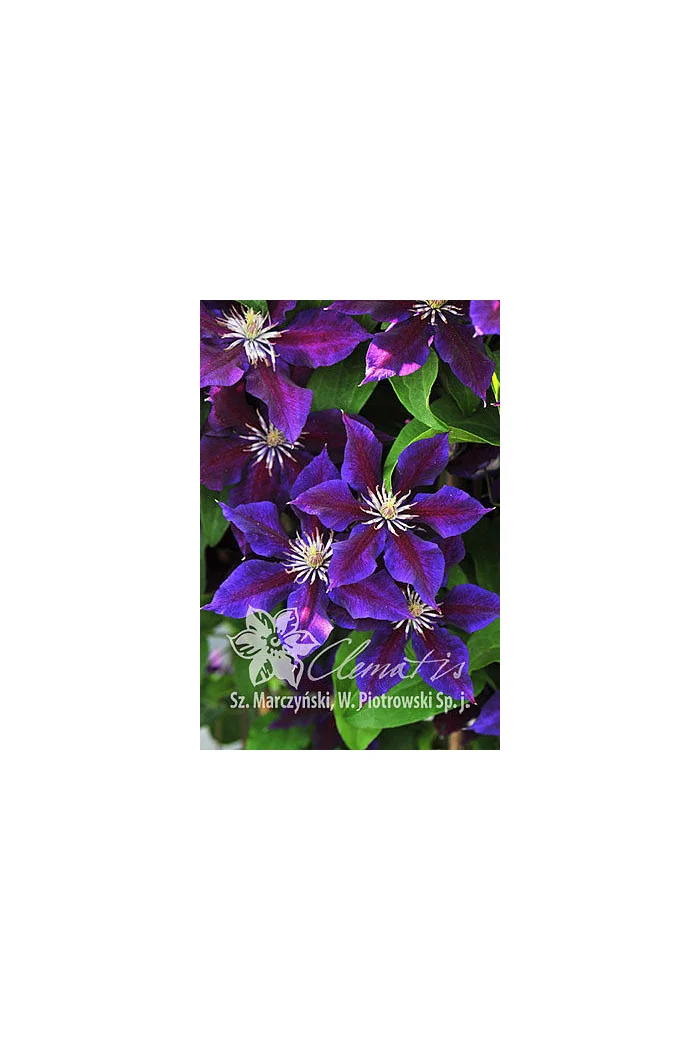 Powojnik 'Julka' Clematis