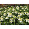 jeżówka, jeżówka White Double Delight ,echinacea, echinacea White Double Delight