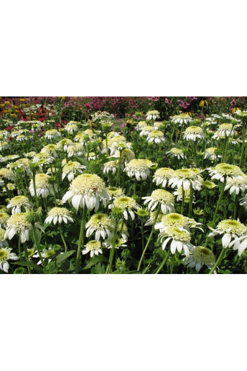 jeżówka, jeżówka White Double Delight ,echinacea, echinacea White Double Delight