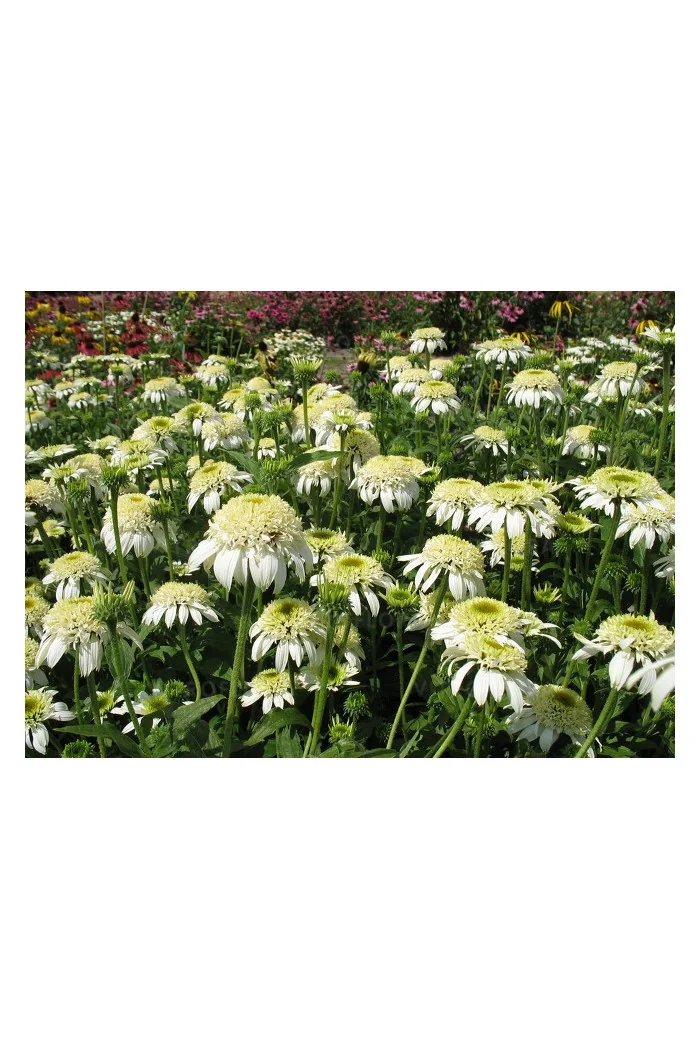 jeżówka, jeżówka White Double Delight ,echinacea, echinacea White Double Delight