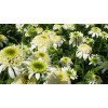 jeżówka, jeżówka White Double Delight ,echinacea, echinacea White Double Delight