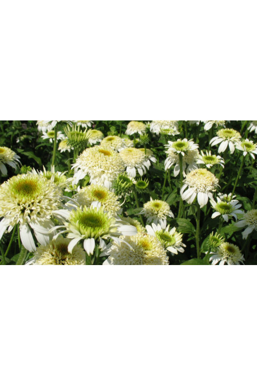 jeżówka, jeżówka White Double Delight ,echinacea, echinacea White Double Delight