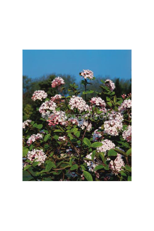 Kalina koreańska 'Juddii' Viburnum carlesii