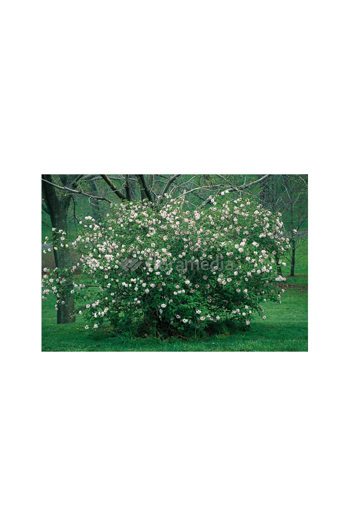 Kalina koreańska 'Juddii' Viburnum carlesii