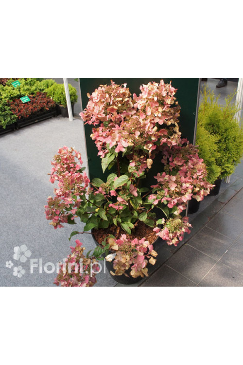 Hortensja bukietowa 'Wim's Red' | Hydrangea paniculata