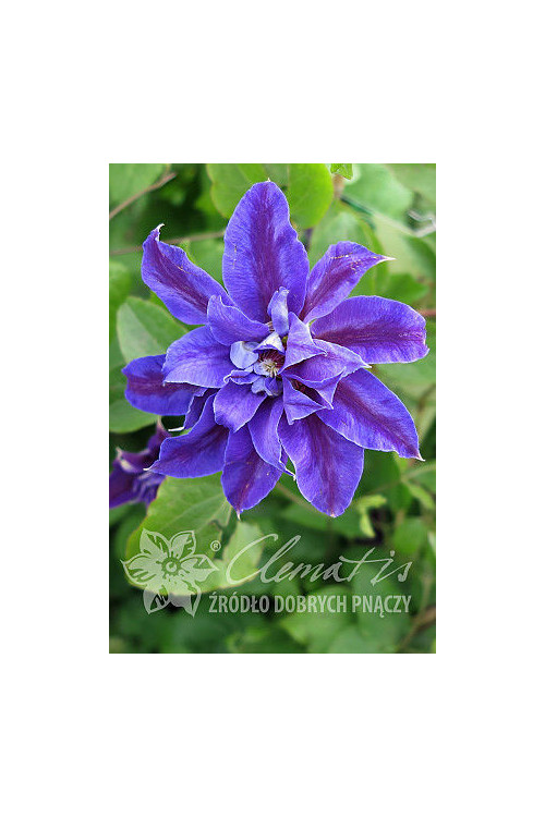 Powojnik 'Mikołaj Kopernik' | Clematis