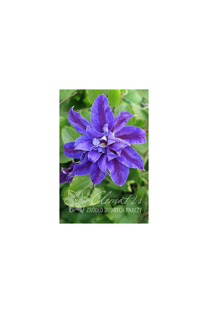 Powojnik 'Mikołaj Kopernik' | Clematis