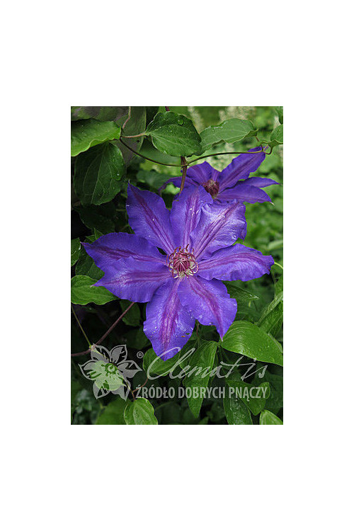 Powojnik 'Mikołaj Kopernik' | Clematis