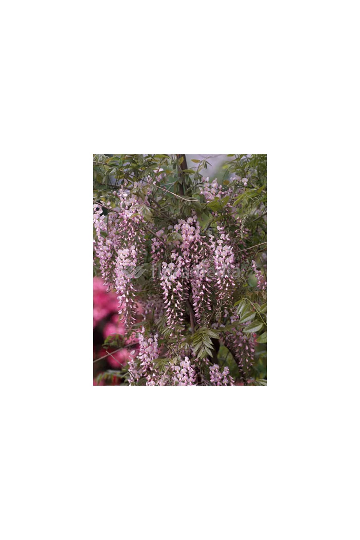 Glicynia chińska 'Honbeni' (różowa) | Wisteria sinensis