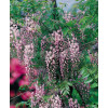 Glicynia chińska 'Honbeni' (różowa) | Wisteria sinensis