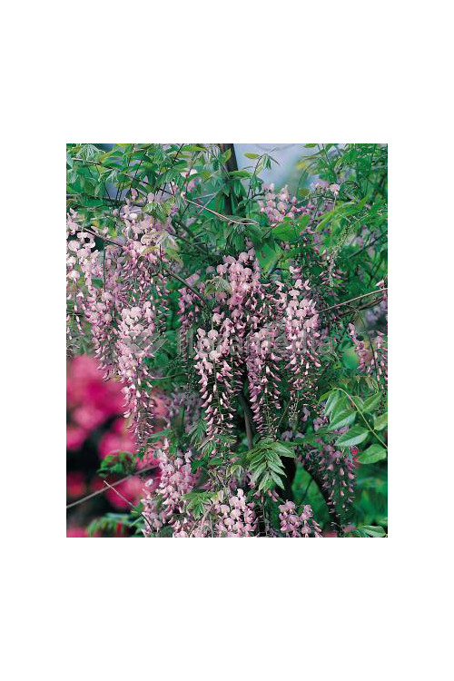 Glicynia chińska 'Honbeni' (różowa) | Wisteria sinensis