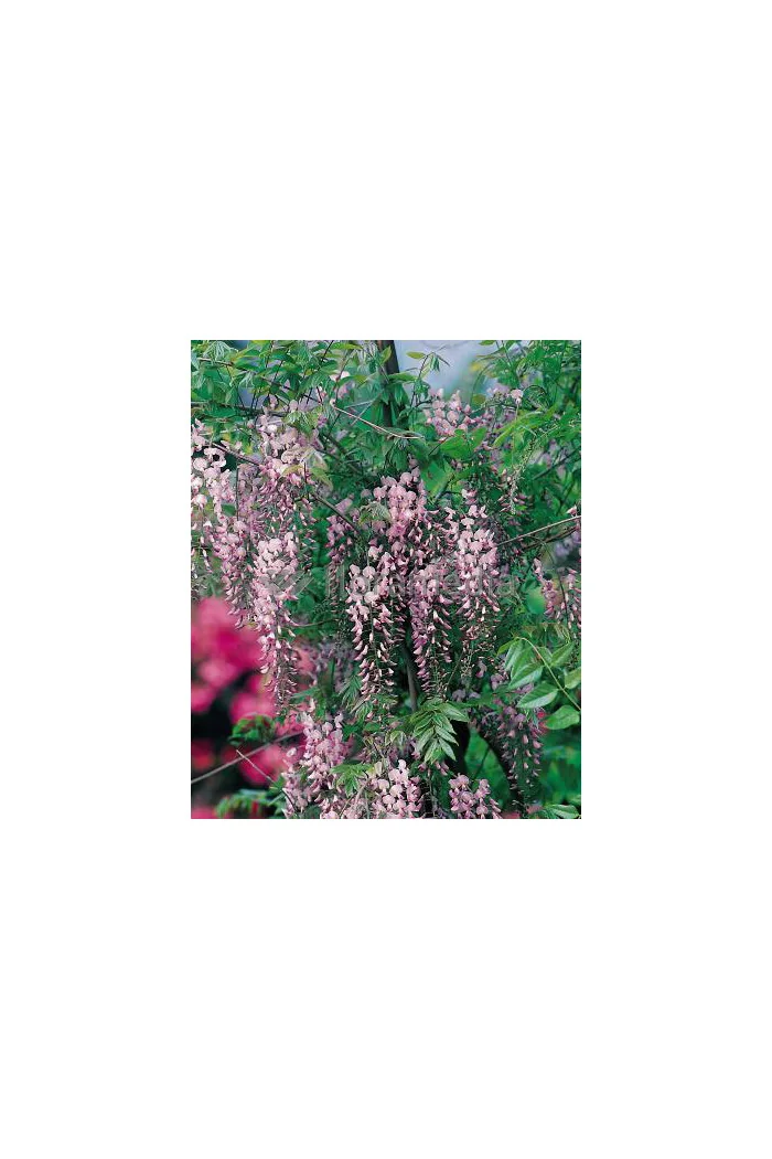 Glicynia chińska 'Honbeni' (różowa) | Wisteria sinensis