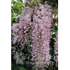 Glicynia chińska 'Honbeni' (różowa) | Wisteria sinensis