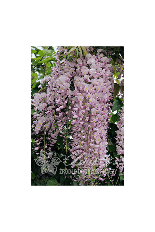 Glicynia chińska 'Honbeni' (różowa) | Wisteria sinensis