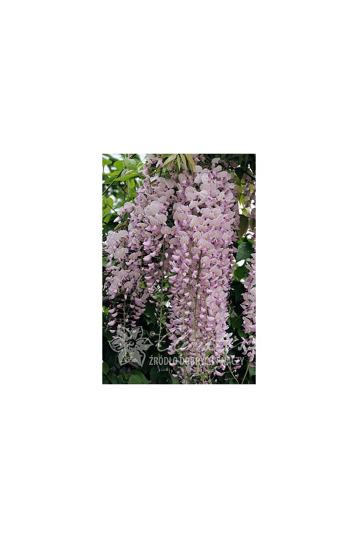Glicynia chińska 'Honbeni' (różowa) | Wisteria sinensis