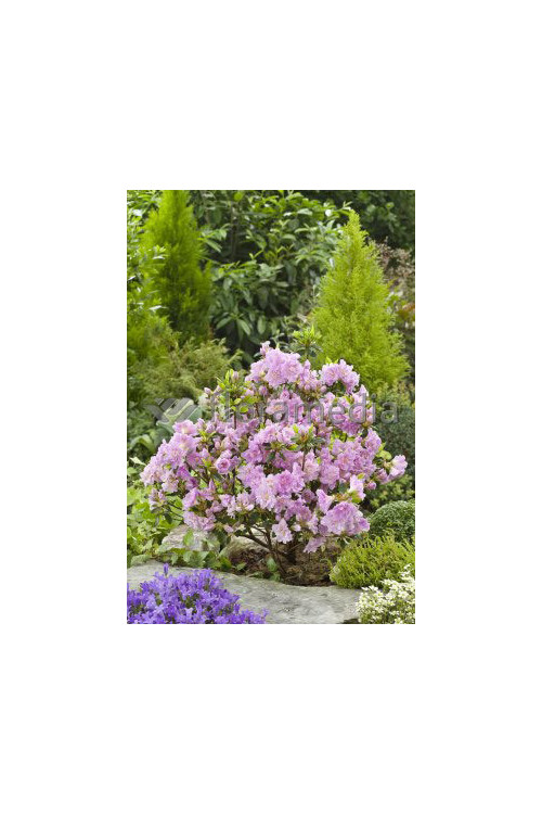 Azalia japońska 'Elise Lee' Azalea japonica