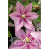 Powojnik 'Rosamunde' | Clematis