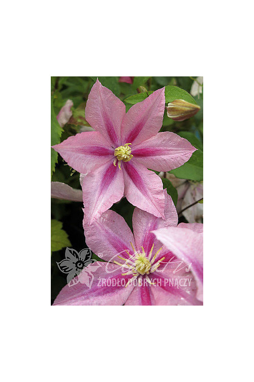 Powojnik 'Rosamunde' | Clematis