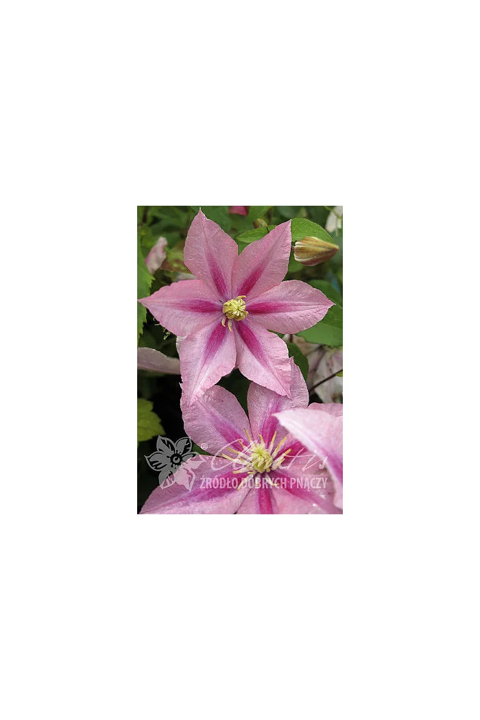 Powojnik 'Rosamunde' | Clematis