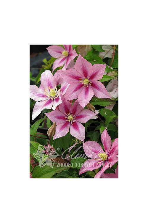 Powojnik 'Rosamunde' | Clematis