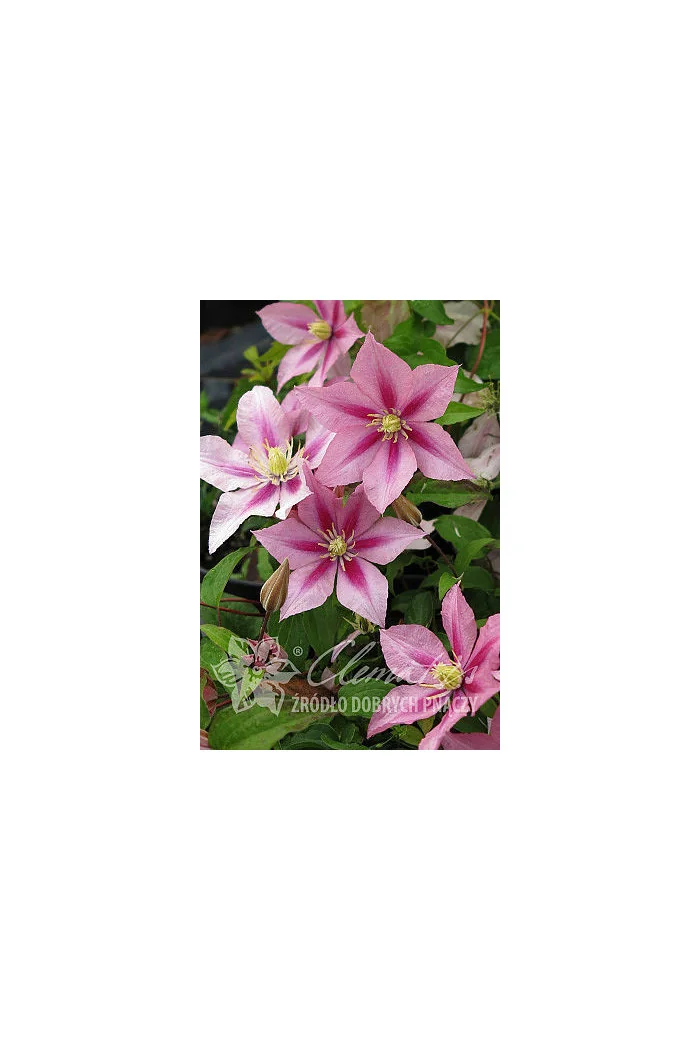 Powojnik 'Rosamunde' | Clematis