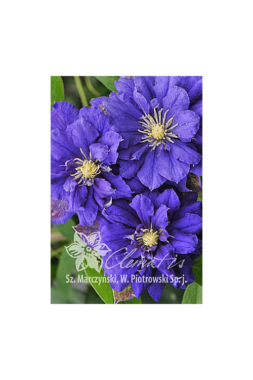 Powojnik 'Kiri Te Kanawa' | Clematis