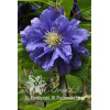 Powojnik 'Kiri Te Kanawa' | Clematis