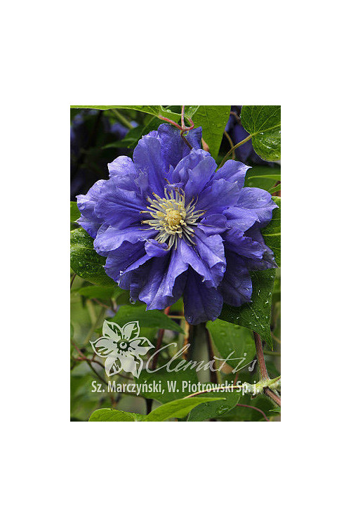 Powojnik 'Kiri Te Kanawa' | Clematis