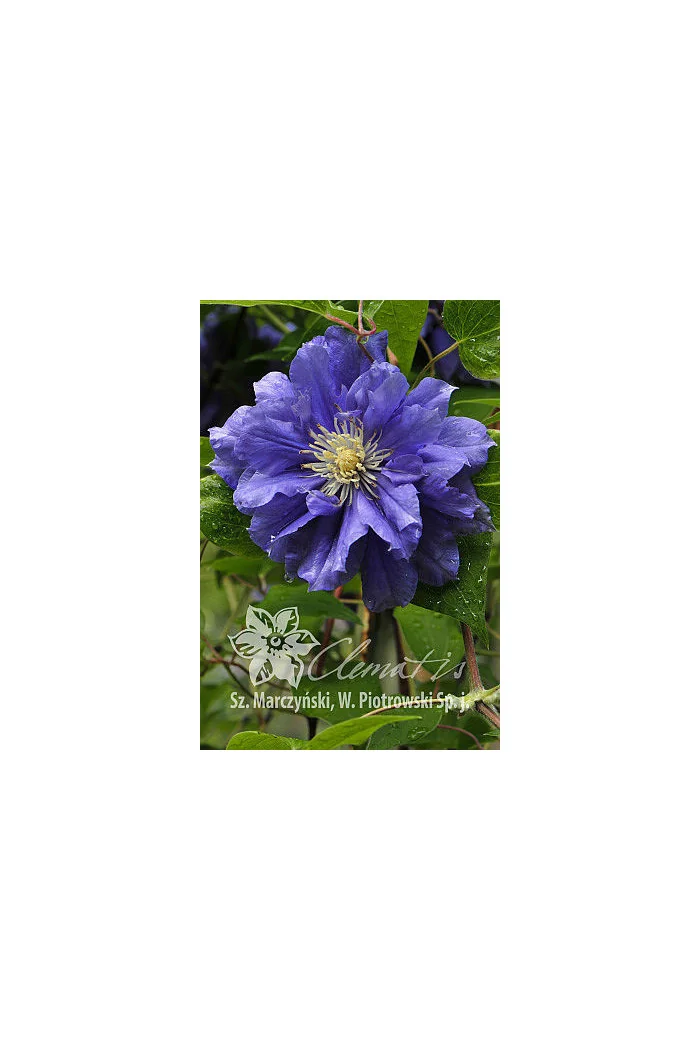 Powojnik 'Kiri Te Kanawa' | Clematis