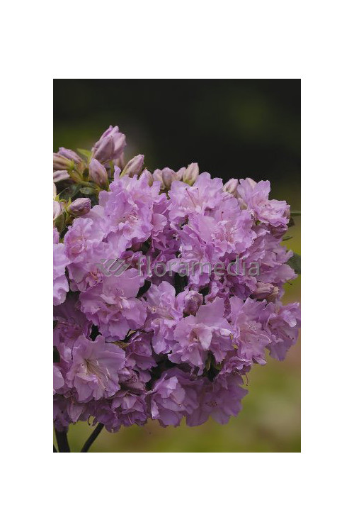 Azalia japońska 'Elise Lee' Azalea japonica