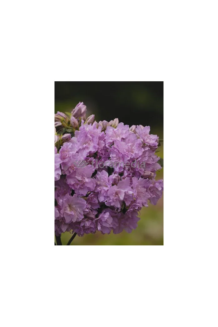 Azalia japońska 'Elise Lee' Azalea japonica