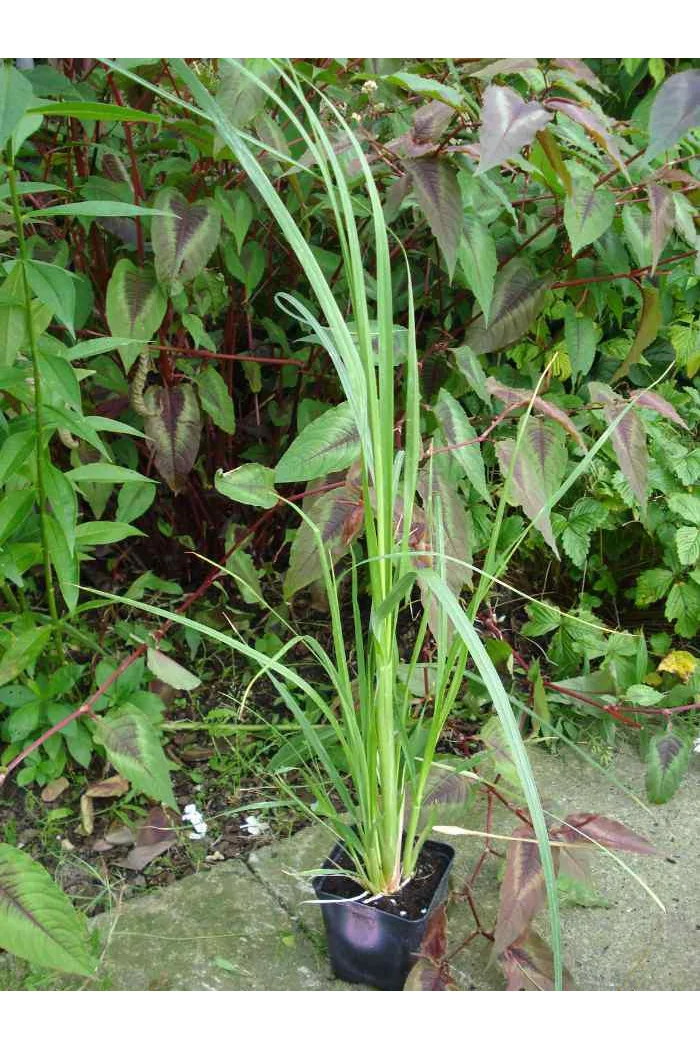 Trawa pampasowa Cortaderia selloana