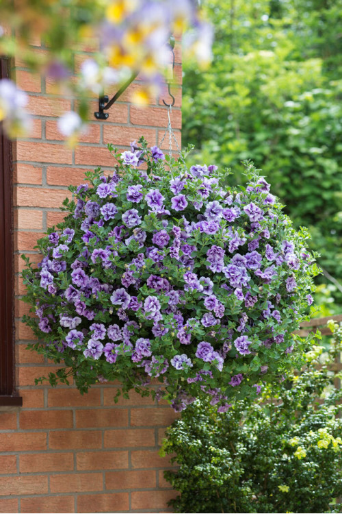 Petunia 'Tumbelina Priscilla' | Petunia x hybrida