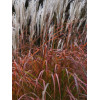 Miskant chiński 'Dronning Ingrid' | Miscanthus sinensis