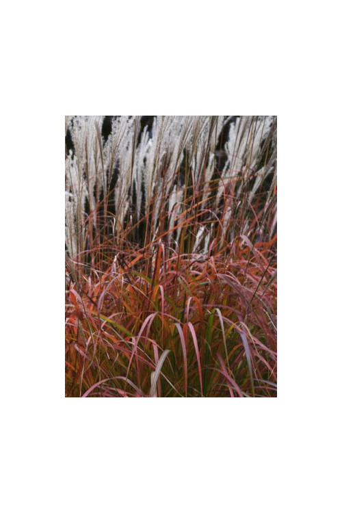Miskant chiński 'Dronning Ingrid' | Miscanthus sinensis