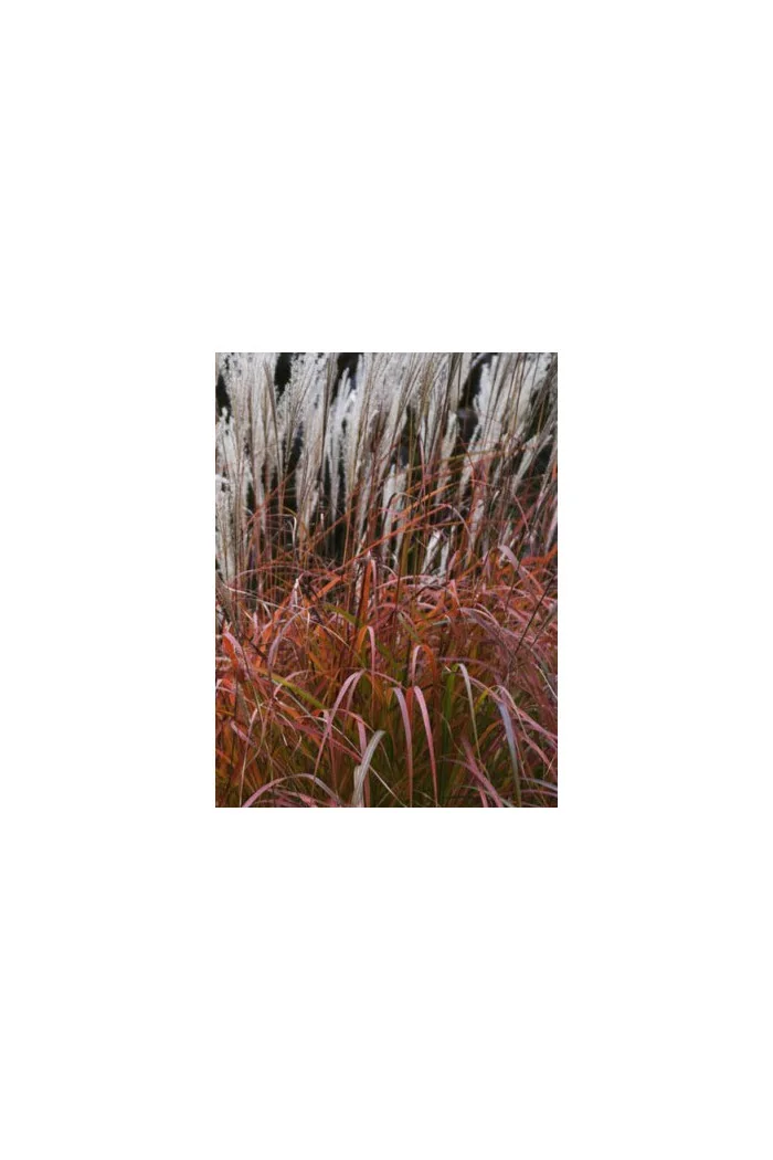 Miskant chiński 'Dronning Ingrid' | Miscanthus sinensis